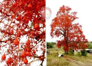 Brachychiton acerifolius tohumu illawarra ateşi flame tree