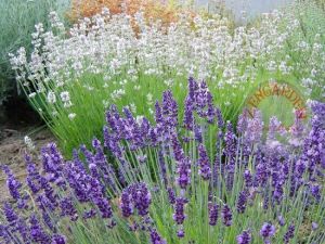 Lavanta tohumu pembe çiçekli lavandula rosea angustifolia ithal