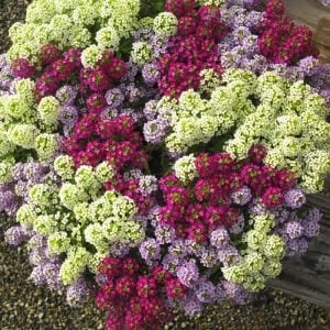 5 adet sarkan kokulu alyssum ballıca fidesi 5 farklı renk