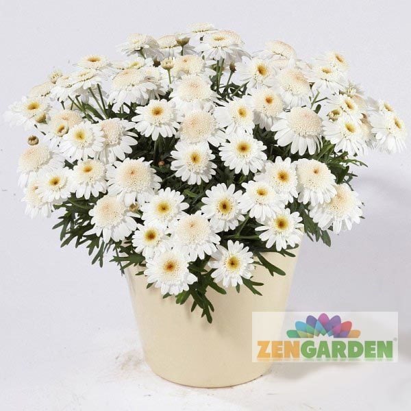 Katlı beyaz çeşme papatyası argyranthemum fidesi chocolate 7 yada 9 cm saksıda