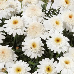 Katlı beyaz çeşme papatyası argyranthemum fidesi chocolate 7 yada 9 cm saksıda