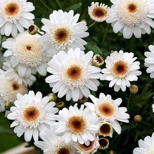 Katlı beyaz çeşme papatyası argyranthemum fidesi chocolate 7 yada 9 cm saksıda