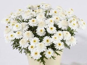 Katlı beyaz çeşme papatyası argyranthemum fidesi chocolate 7 yada 9 cm saksıda