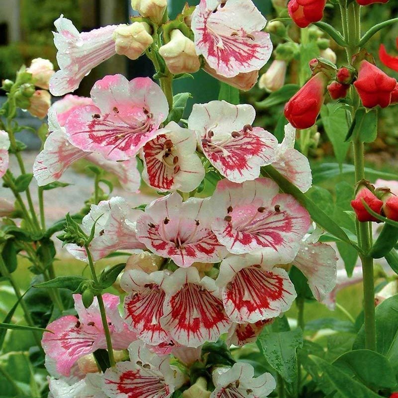 Strawberry cream penstemon fidesi çok yıllık hartwegii ithal