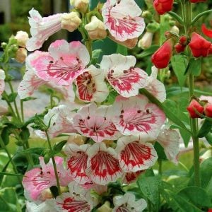Strawberry cream penstemon fidesi çok yıllık hartwegii ithal