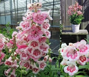 Strawberry cream penstemon fidesi çok yıllık hartwegii ithal