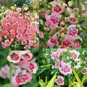 Strawberry cream penstemon fidesi çok yıllık hartwegii ithal