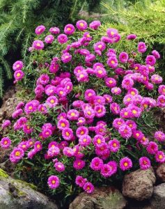 Katmerli kırmızı aster soğanı saraypatı çiçeği patrica ballard 50 adet