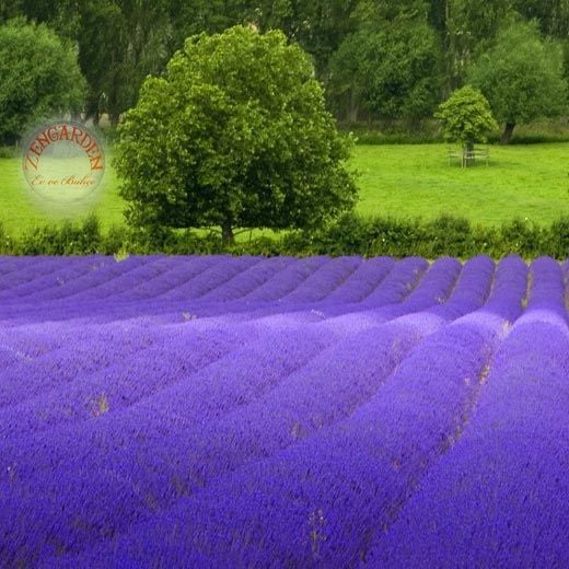 Fransız lavanta tohumu lavandula stoechas ithal