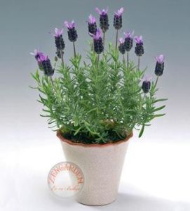 Fransız lavanta tohumu lavandula stoechas ithal