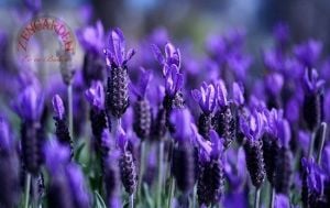 Fransız lavanta tohumu lavandula stoechas ithal