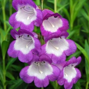 3 lü set penstemon fidesi çok yıllık hartwegii ithal