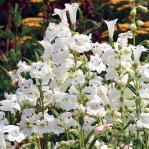 3 lü set penstemon fidesi çok yıllık hartwegii ithal