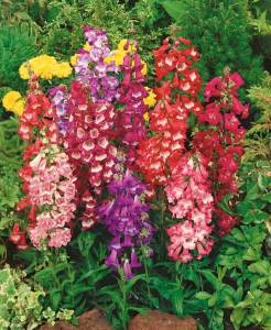 3 lü set penstemon fidesi çok yıllık hartwegii ithal