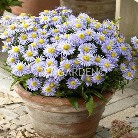 Katmerli mavi aster soğanı saraypatı çiçeği kökü lady in blue 1 adet
