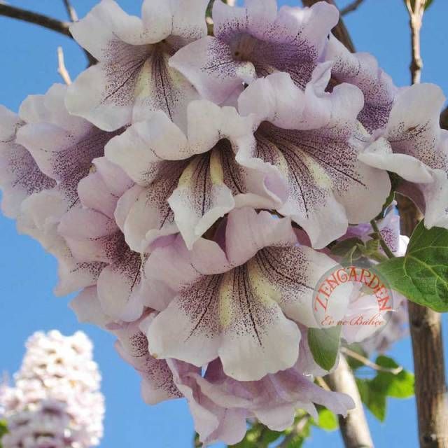 Paulownia tomentosa tohumu dona dayanıklı dünyanın en hızlı büyüyen ağacı tez ağaç