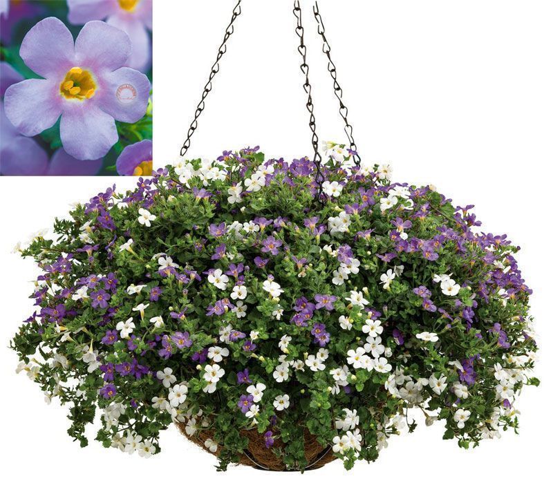 Sarkan mavi bacopa çiçeği ithal sutera diffusus giga blue