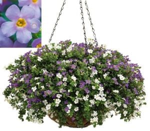 Sarkan mavi bacopa çiçeği ithal sutera diffusus giga blue