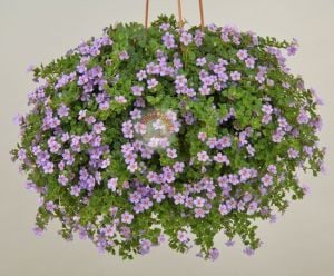 Sarkan mavi bacopa çiçeği ithal sutera diffusus giga blue