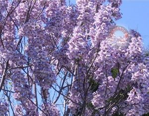 Paulownia tomentosa tohumu dona dayanıklı dünyanın en hızlı büyüyen ağacı tez ağaç