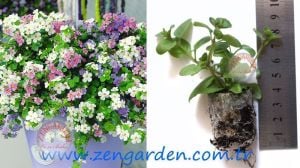 Sarkan mavi bacopa çiçeği ithal sutera diffusus giga blue