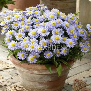 Katmerli mavi aster soğanı saraypatı çiçeği kökü lady in blue 5 adet