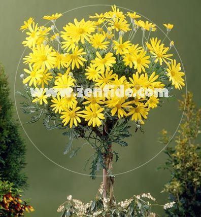 Sarı çeşme papatyası argyranthemum fidesi euryops mavi gri 3 fide