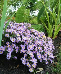 Katmerli mavi aster soğanı saraypatı çiçeği kökü lady in blue 5 adet
