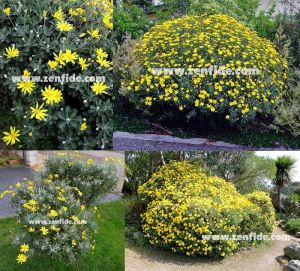Sarı çeşme papatyası argyranthemum fidesi euryops mavi gri 3 fide
