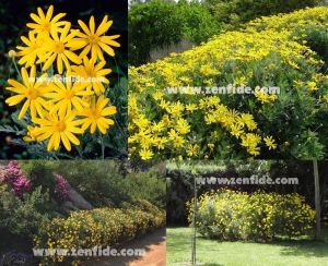 Sarı çeşme papatyası argyranthemum fidesi euryops mavi gri 3 fide