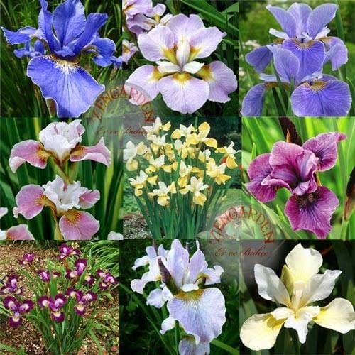 Iris sibirica tohumu tüm renkler karışım sibirya süsen tohumu