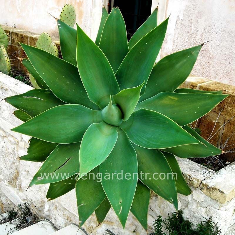 Agave attenuata yetişmiş saksıda sukulent bitki