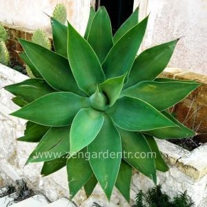 Agave attenuata yetişmiş saksıda sukulent bitki