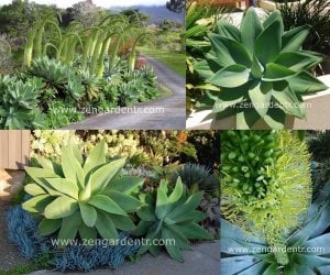 Agave attenuata yetişmiş saksıda sukulent bitki