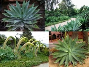 Agave attenuata yetişmiş saksıda sukulent bitki