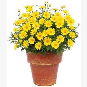 Sarı çeşme papatyası fidesi argyranthemum limero yellow 1 fide