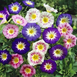 Mavi saksılık gündüz sefası tohumu convolvulus tricolor