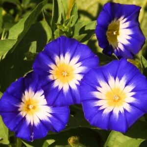 Mavi saksılık gündüz sefası tohumu convolvulus tricolor