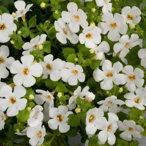 Sarkan beyaz bacopa fidesi sutera diffusus midi white