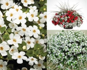 Sarkan beyaz bacopa fidesi sutera diffusus midi white