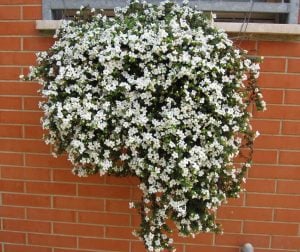 Sarkan beyaz bacopa fidesi sutera diffusus midi white