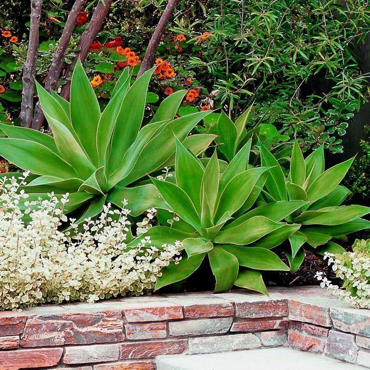Agave ellemeetiana subdentata yetişmiş saksıda sukulent bitki