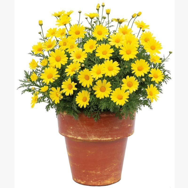 Sarı çeşme papatyası fidesi argyranthemum limero yellow 3 fide