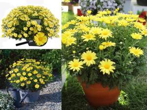 Sarı çeşme papatyası fidesi argyranthemum limero yellow 3 fide