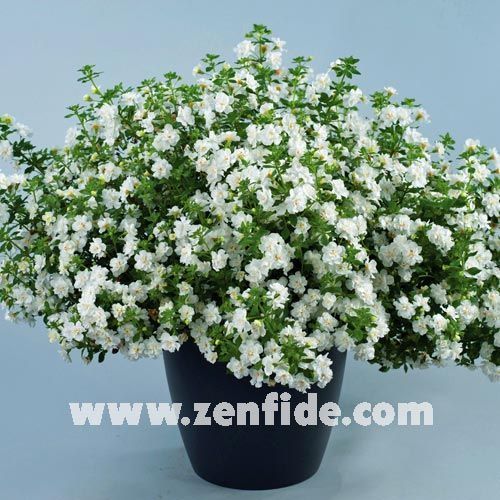 Katmerli sarkan beyaz bacopa fidesi sutera diffusus baristo double white