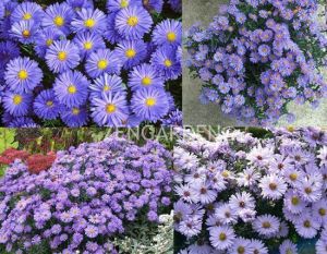 Katmerli mavi aster soğanı saraypatı çiçeği kökü lady in blue 50 adet