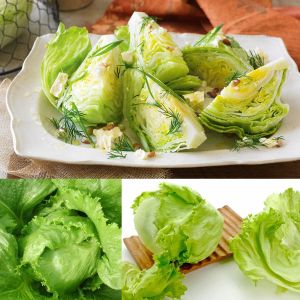 iceberg marul tohumu atom lettuce