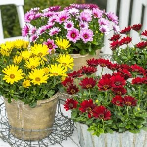 Kırmızı çiçekli bodrum papatyası fidesi erato red osteospermum