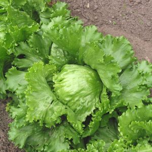 iceberg marul tohumu atom lettuce