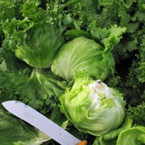 iceberg marul tohumu atom lettuce